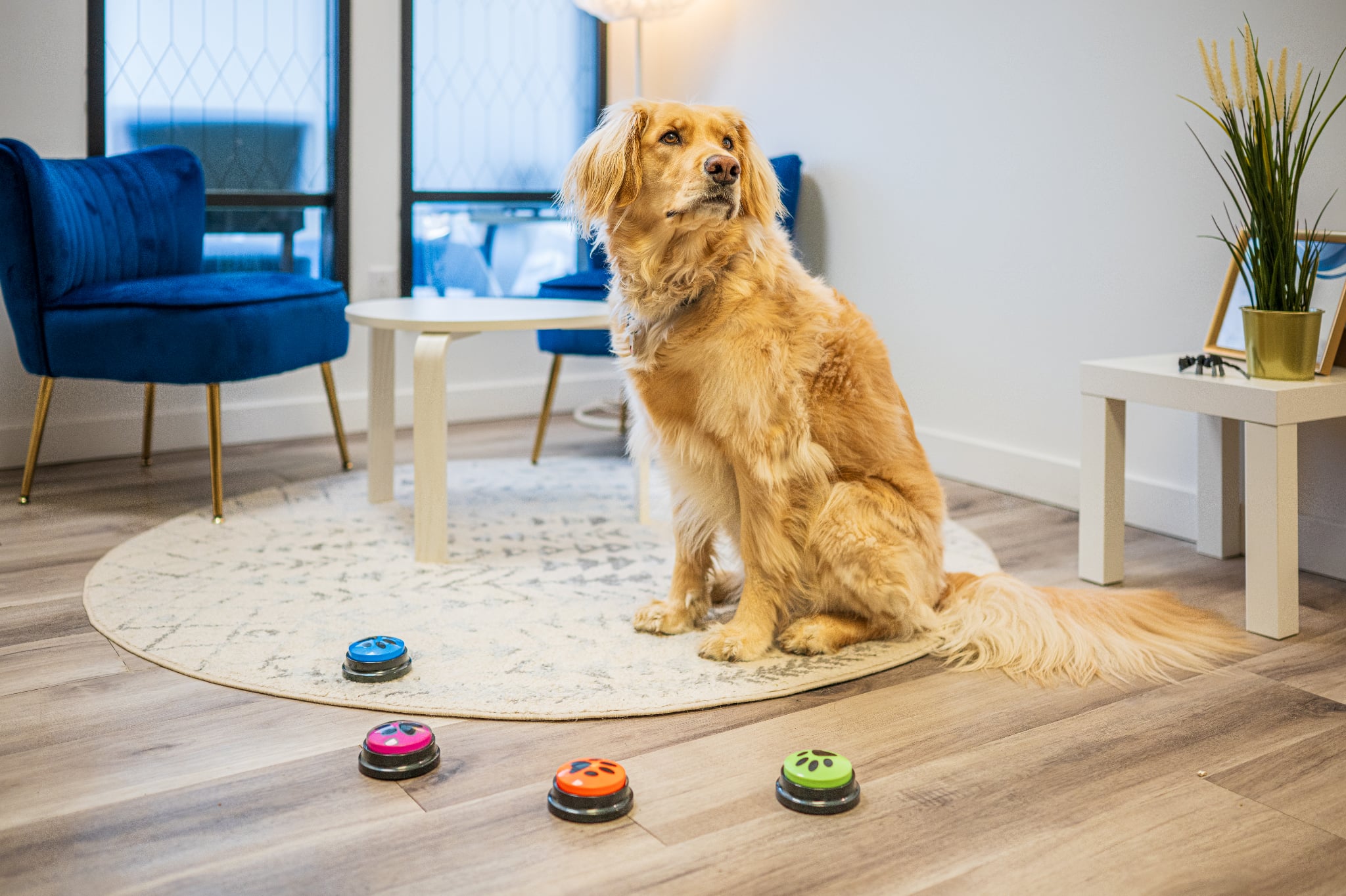 Chien partenaire dans le local de ZooSynergie.