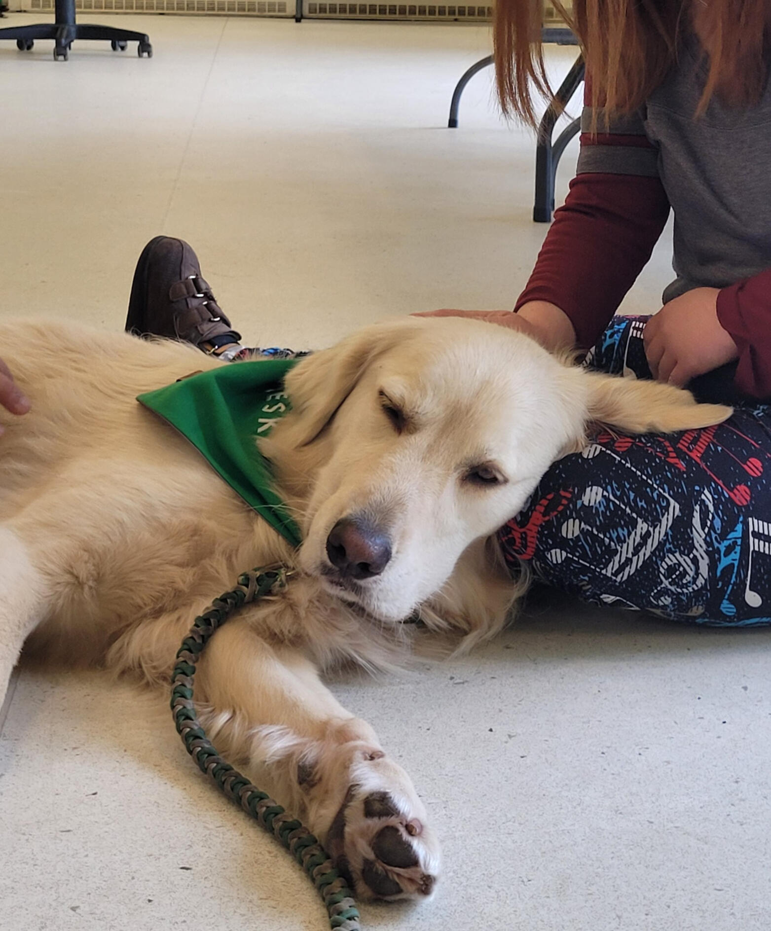 Atelier de zooth&eacute;rapie avec un chien partenaire ZooSynergie.